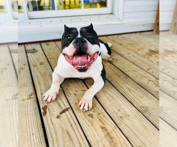 Medium Photo #1 American Bully Puppy For Sale in CHESNEE, SC, USA