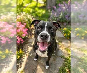 Labrador Retriever-Unknown Mix Dogs for adoption in Woodbury, NY, USA