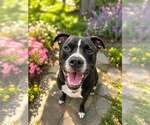 Small Labrador Retriever Mix
