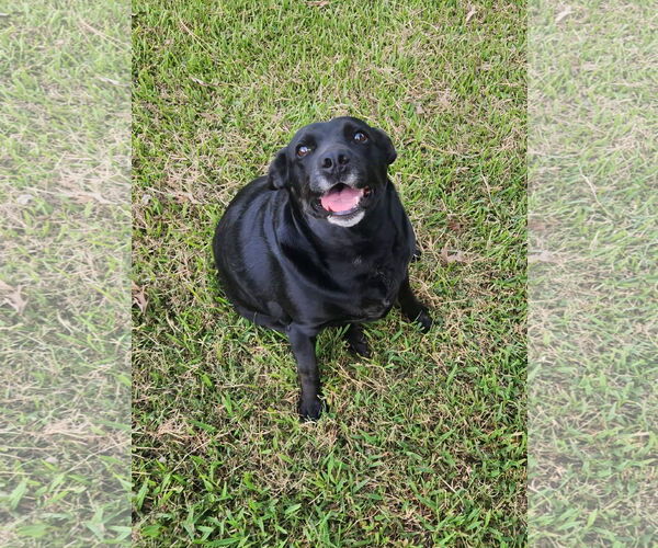 Medium Photo #2 Labrador Retriever-Unknown Mix Puppy For Sale in Shreveport, LA, USA