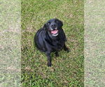 Small #1 Labrador Retriever Mix