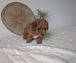 Small Photo #10 Poovanese Puppy For Sale in GOSHEN, IN, USA