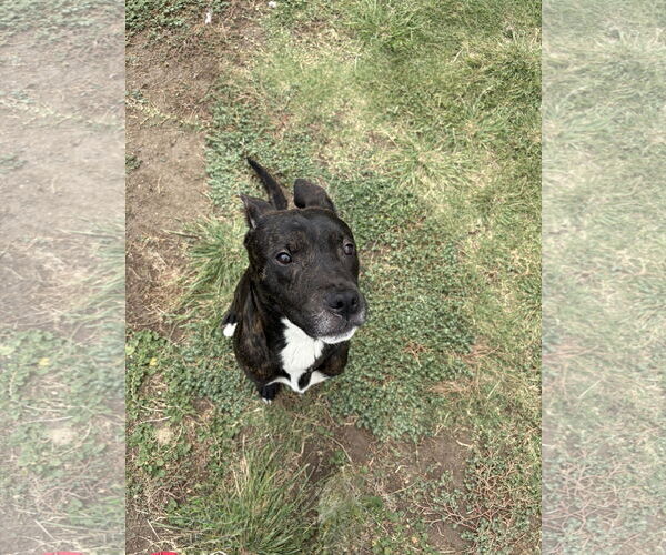 Medium Photo #3 American Pit Bull Terrier-Unknown Mix Puppy For Sale in Rowlett, TX, USA