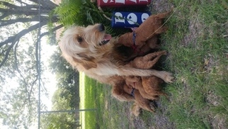 Mother of the Goldendoodle puppies born on 06/14/2017