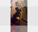 Small Boxer