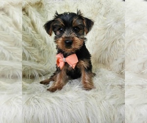 Yorkshire Terrier Puppy for sale in INDIANAPOLIS, IN, USA