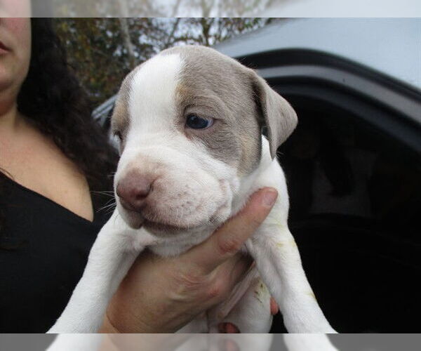 Medium Photo #1 Staffordshire Bull Terrier Puppy For Sale in Ocala, FL, USA