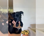Small Lab-Rat Terrier