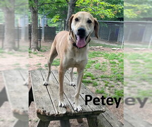 Petey - Male Coonhound-Unknown Mix Dog for Adoption - Photo #2