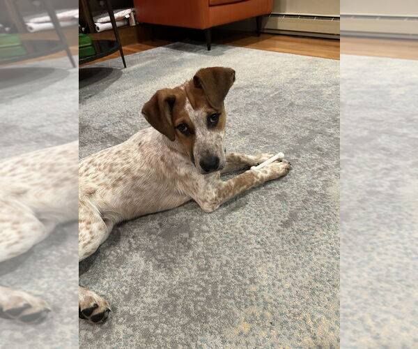 Medium Photo #6 Mutt Puppy For Sale in Brewster, NY, USA