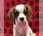 Small Photo #1 Cavalier King Charles Spaniel Puppy For Sale in RUDOLPH, OH, USA