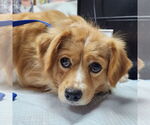 Small #1 Cavalier King Charles Spaniel Mix