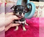 Small #2 Chihuahua