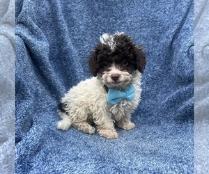 Cavapoo Puppy for sale in JEFFERSONVILLE, IN, USA