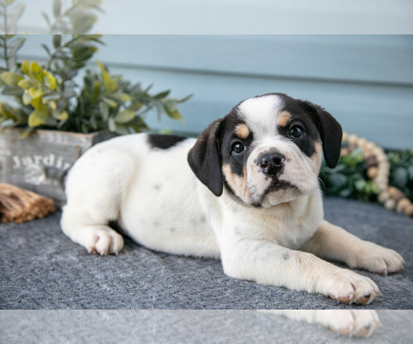 Medium Photo #11 Beabull Puppy For Sale in MILLERSBURG, OH, USA