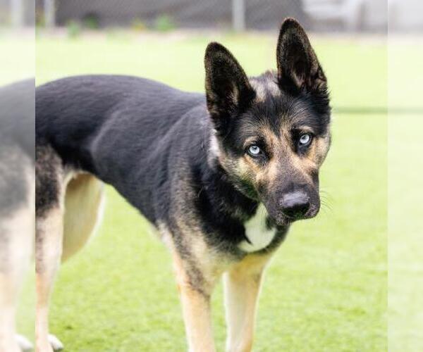 Medium Photo #1 German Shepherd Dog Puppy For Sale in Camarillo, CA, USA
