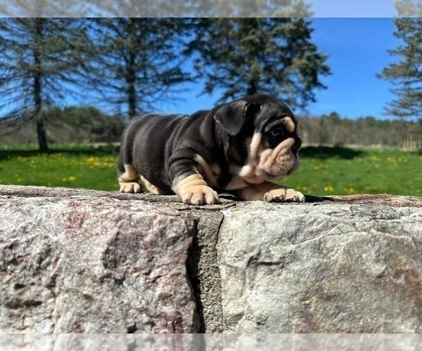 Medium Photo #4 English Bulldog Puppy For Sale in EMPIRE STATE, NY, USA