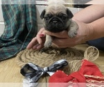 Puppy 6 Pug