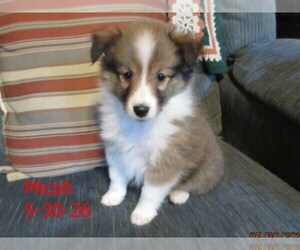 Shetland Sheepdog Puppy for sale in SOLON, ME, USA