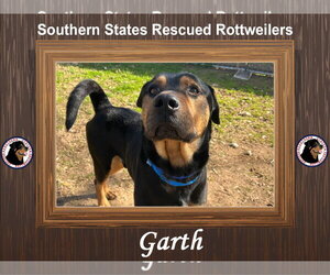 Rottweiler Dogs for adoption in White Hall, AR, USA
