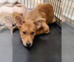Small #3 Red Heeler Mix