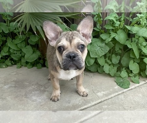 French Bulldog Dog for Adoption in DISCOVERY BAY, California USA