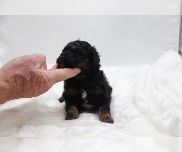 Medium Photo #10 Cockapoo Puppy For Sale in RIPLEY, TN, USA