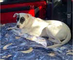 Small #3 American Staffordshire Terrier Mix