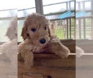 Goldendoodle-Poodle (Standard) Mix Puppy for sale in FALMOUTH, KY, USA