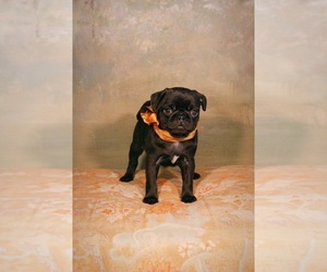 Pug Puppy for sale in PASO ROBLES, CA, USA