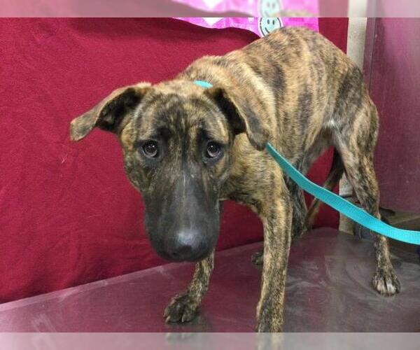 Medium Photo #1 Mutt Puppy For Sale in Riverside, CA, USA