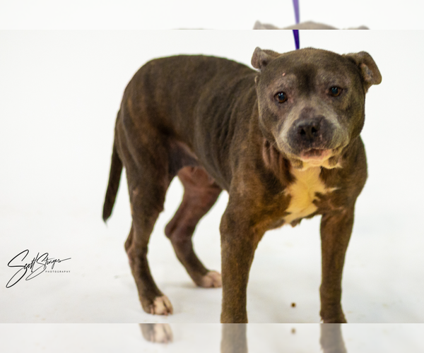 Medium Photo #1 American Pit Bull Terrier-Unknown Mix Puppy For Sale in Brooklyn Center, MN, USA