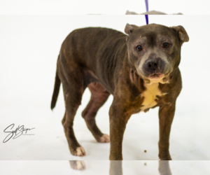 American Pit Bull Terrier-Unknown Mix Dogs for adoption in Brooklyn Center, MN, USA