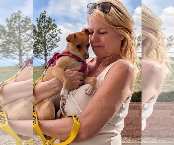 Medium Photo #2 Chihuahua-Unknown Mix Puppy For Sale in Aurora, CO, USA