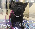 MAMACITA - Female French Bulldog Dog for Adoption - Small photo