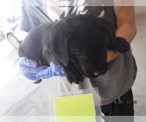 Labrador Retriever-Unknown Mix Dogs for adoption in Oroville, CA, USA