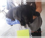 SHADOW - Female Labrador Retriever-Unknown Mix Dog for Adoption - Small photo