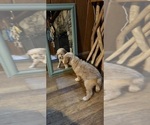 Small #1 Aussiedoodle