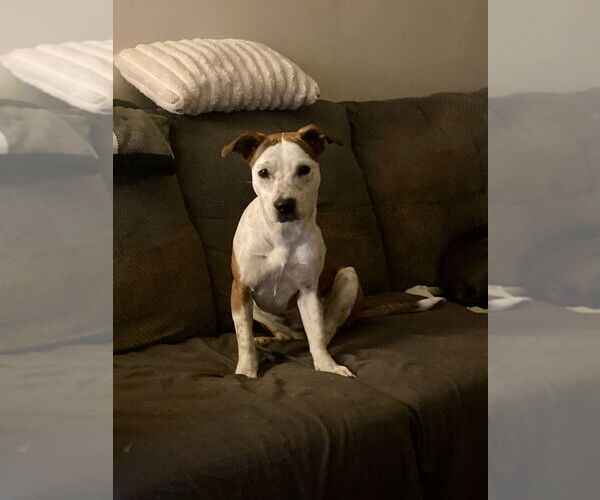 Medium Photo #1 Beagle-Unknown Mix Puppy For Sale in Claremore, OK, USA