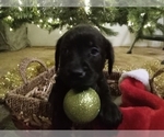 Puppy Light Green Golden Labrador