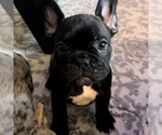 Small Photo #25 French Bulldog Puppy For Sale in GIG HARBOR, WA, USA