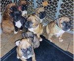 Small Photo #4 Boxer Puppy For Sale in HASLETT, MI, USA