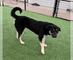 Small #1 German Shepherd Dog Mix