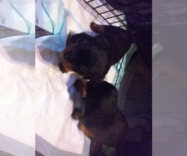 Medium Photo #2 Rottweiler Puppy For Sale in APPLE VALLEY, CA, USA