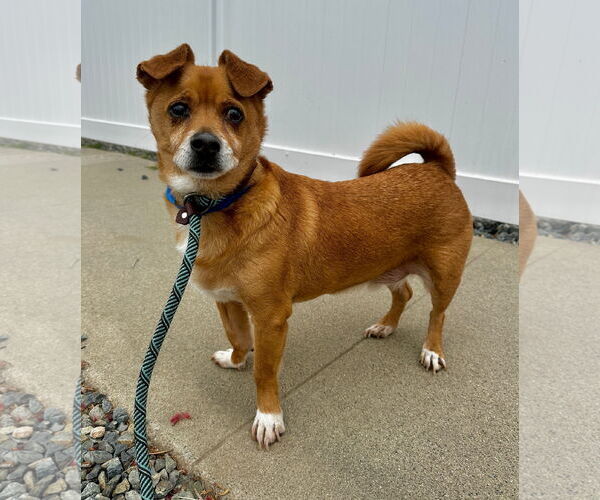 Medium Photo #3 Chihuahua-Unknown Mix Puppy For Sale in Newport Beach, CA, USA