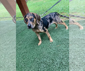 Mother of the Belgian Malinois-Catahoula Leopard Dog Mix puppies born on 04/14/2025