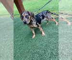 Small Photo #1 Belgian Malinois-Catahoula Leopard Dog Mix Puppy For Sale in WASHINGTON, DC, USA