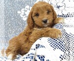 Small Photo #3 Cavapoo Puppy For Sale in NORWOOD, MO, USA