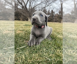 Medium Weimaraner