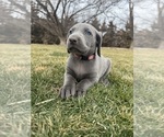 Puppy pink collar Weimaraner